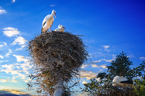 Couple of white storks perched in the nest.