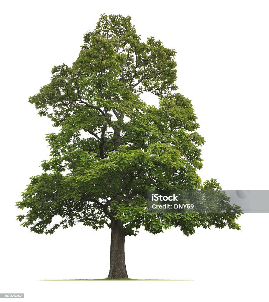 Catalpa bignonioides albero - Foto stock royalty-free di Albero