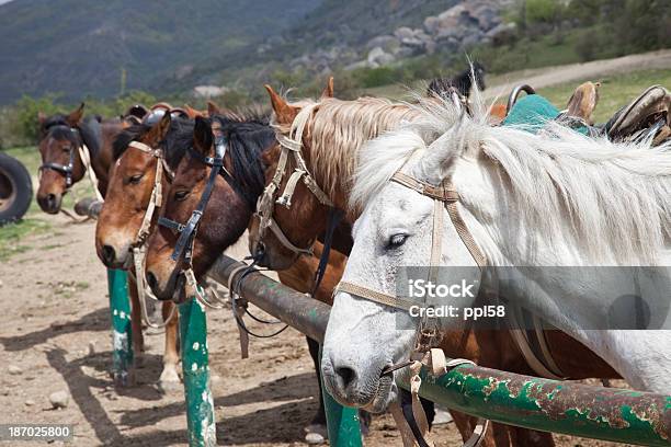 Cavalo - Fotografias de stock e mais imagens de Animal - Animal, Animal Doméstico, Animal de Estimação