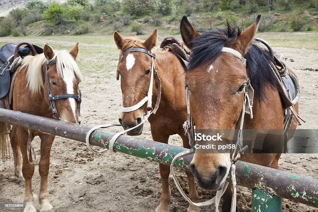 Cavalo - Royalty-free Animal Foto de stock