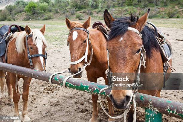 Cavalo - Fotografias de stock e mais imagens de Animal - Animal, Animal Doméstico, Animal de Estimação