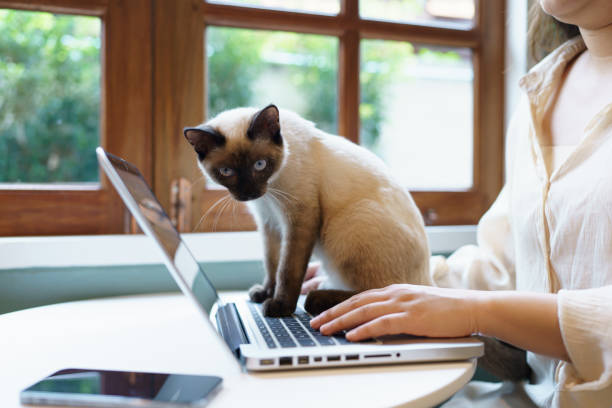 животные кошки ведут себя как люди. кошка работает за ноутбуком - domestic cat computer laptop kitten стоковые фото и изображения