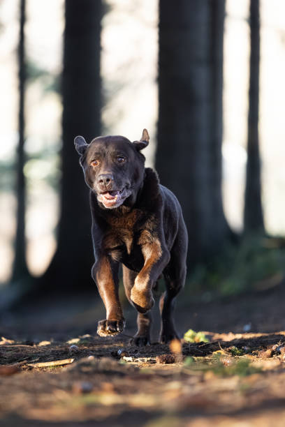 istock Senior Chocolate Labrador Retriever Running in Autumn Forest 1870259730