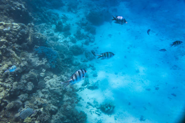 istock Red Sea underwater scenery with the coral reef, Egypt 1870259915
