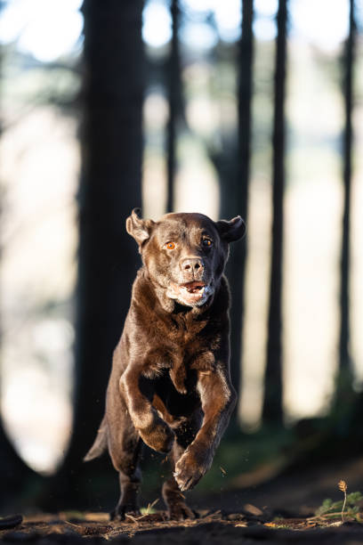 Senior Chocolate Labrador Retriever Running in Autumn Forest