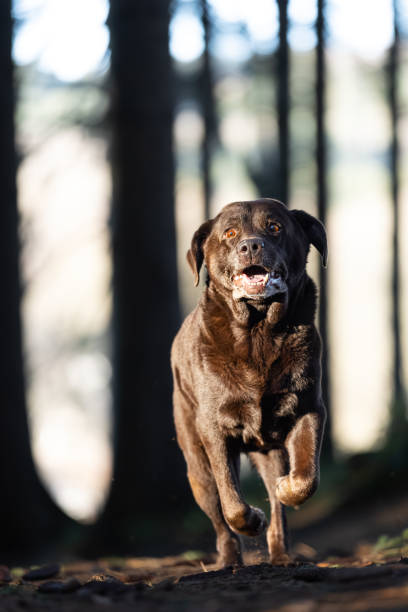 istock Senior Chocolate Labrador Retriever Running in Autumn Forest 1870260480