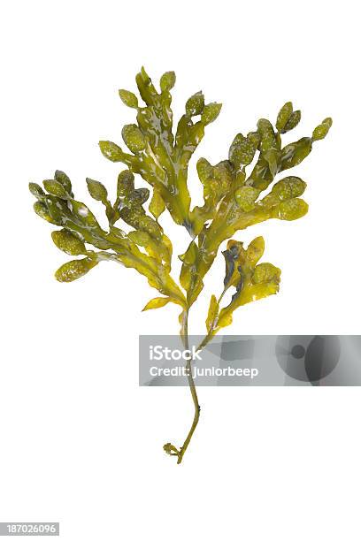 Seaweed On White Stock Photo - Download Image Now - Seaweed, Algae, Cut Out