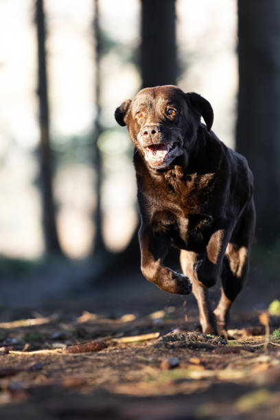 istock Senior Chocolate Labrador Retriever Running in Autumn Forest 1870260997