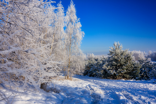 Beautiful frozen trees in the forest during winter in Poland