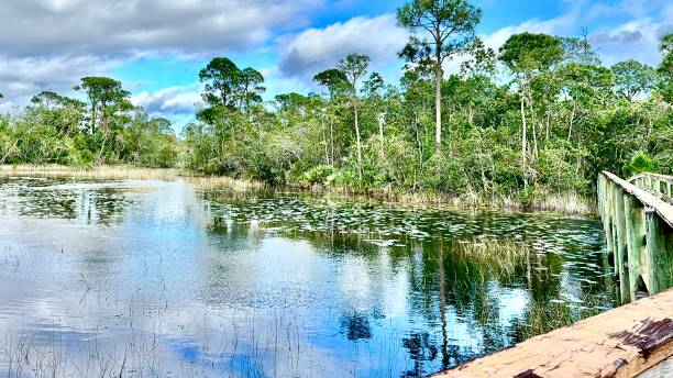 istock Spruce Bluff Preserve  PT St Lucie Fl 1870266740