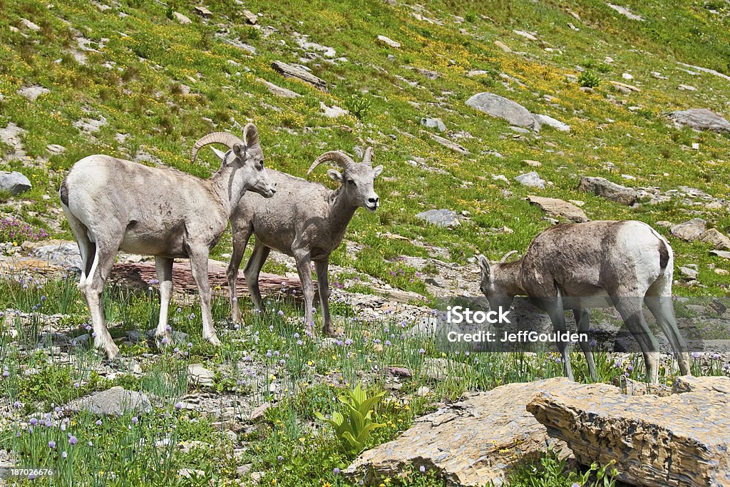 Dwa Bighorn Rams i Samica owcy - Zbiór zdjęć royalty-free (Ameryka Północna)