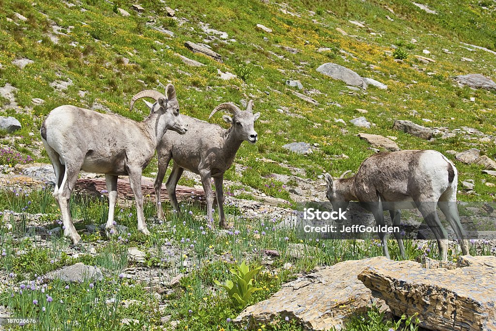 Dois Rams e uma ovelha Bighorn - Royalty-free Alimentar Foto de stock