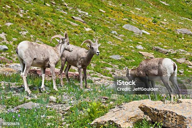 Dois Rams E Uma Ovelha Bighorn - Fotografias de stock e mais imagens de Alimentar - Alimentar, América do Norte, Animal