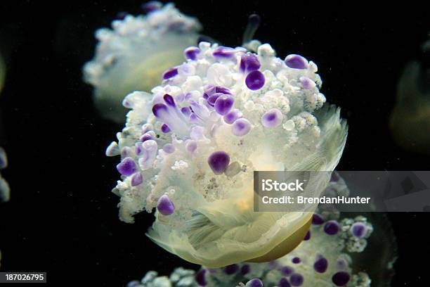 Púrpura En La Oscuridad Foto de stock y más banco de imágenes de Acuario - Equipo para animales domésticos - Acuario - Equipo para animales domésticos, Acuario - Recinto para animales en cautiverio, Agua