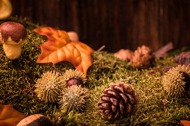 Autumn decoration with leafs, pumpkins, nuts and other season material on wooden background.