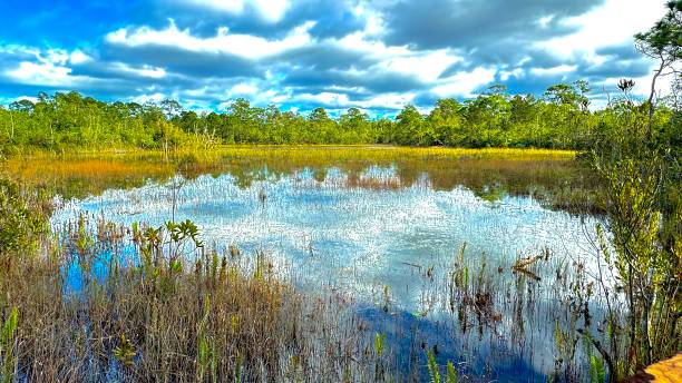 istock Spruce Bluff Preserve  PT St Lucie Fl 1870269870