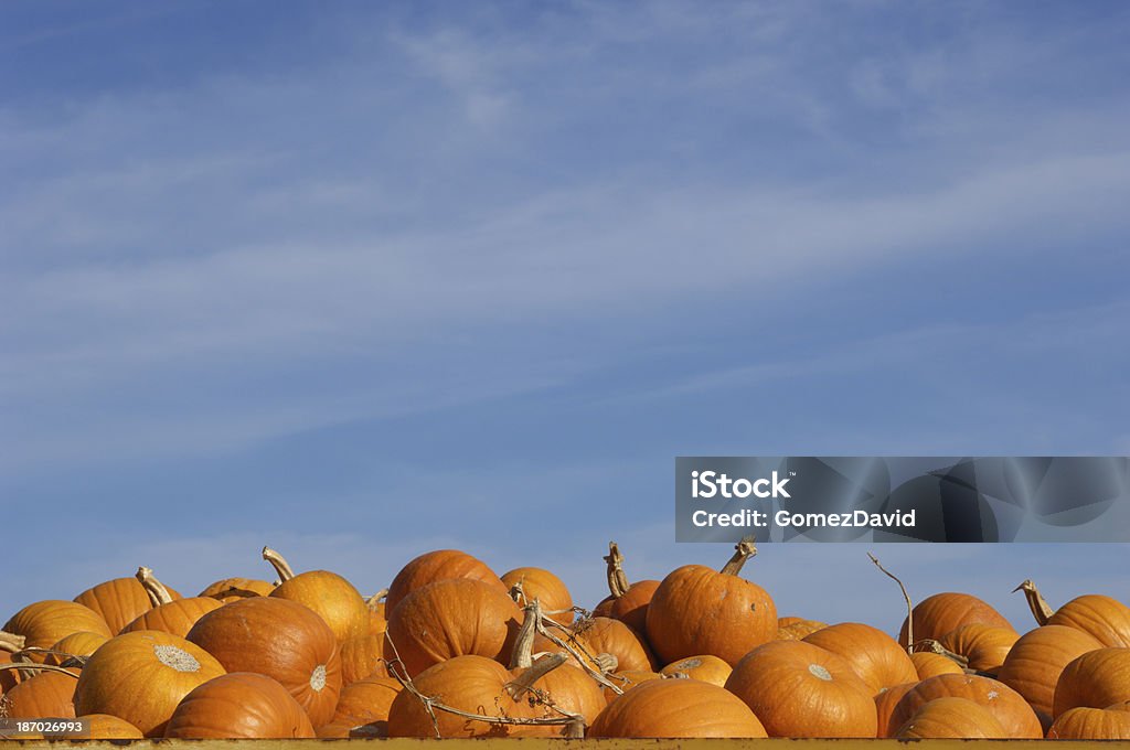 갓 채집한 pumpkins 적재형 in 트레일러 - 로열티 프리 0명 스톡 사진
