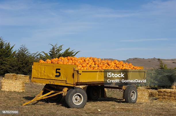 Photo libre de droit de Temps De Potirons Tout En Bandeannonce banque d'images et plus d'images libres de droit de Agriculture - Agriculture, Agriculture biologique, Automne