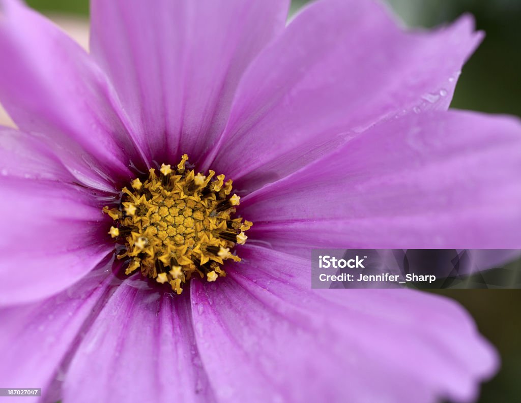 Gros plan d'une fleur de pourpre - Photo de Arbre en fleurs libre de droits