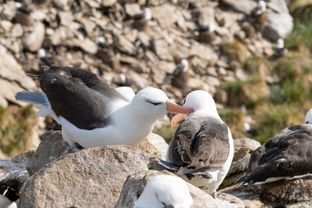 istock Black browed Albatross courting 1870272538