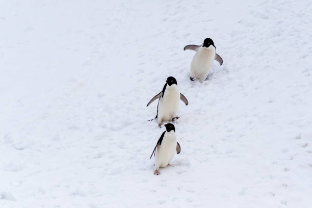 istock Adelie Penguins skiing 1870273053
