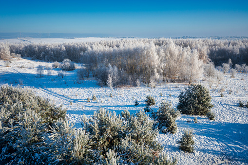 Beautiful frozen trees in the forest during winter in Poland