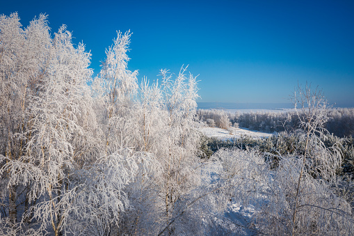 Beautiful frozen trees in the forest during winter in Poland