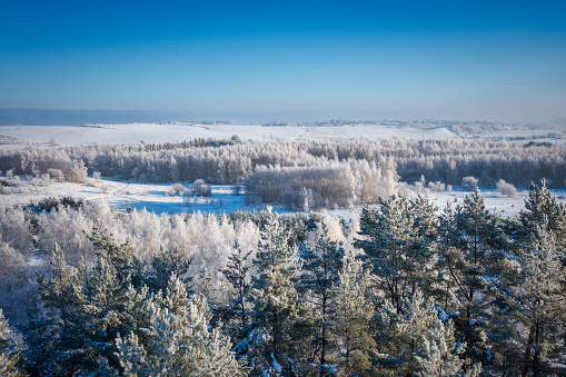 Beautiful frozen trees in the forest during winter in Poland