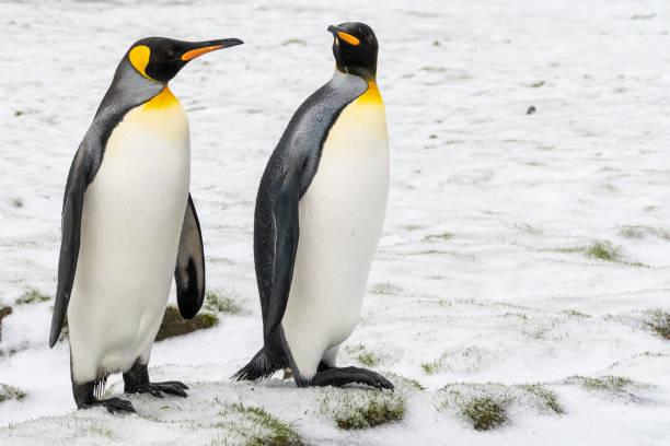 istock A pair of King Penguins 1870273071