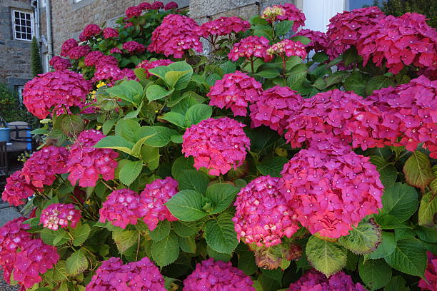 Blooming Rhododendron stock photo