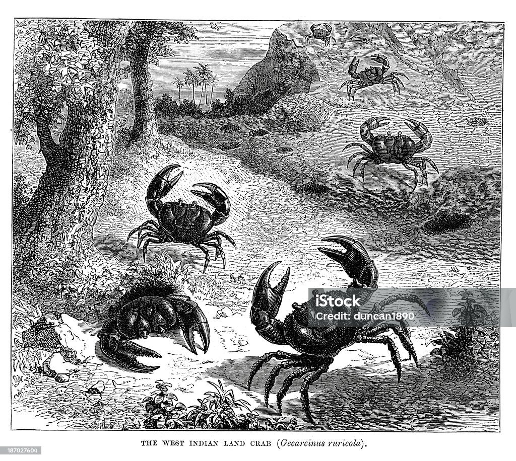 Caribe tierra de crabs - Ilustración de stock de Cangrejo libre de derechos