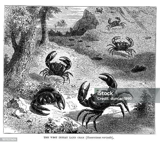 Ilustración de Caribe Tierra De Crabs y más Vectores Libres de Derechos de Cangrejo - Cangrejo, Animal, Animales salvajes