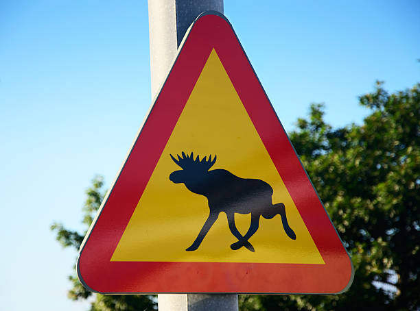 moose crossing - moose crossing sign stock-fotos und bilder