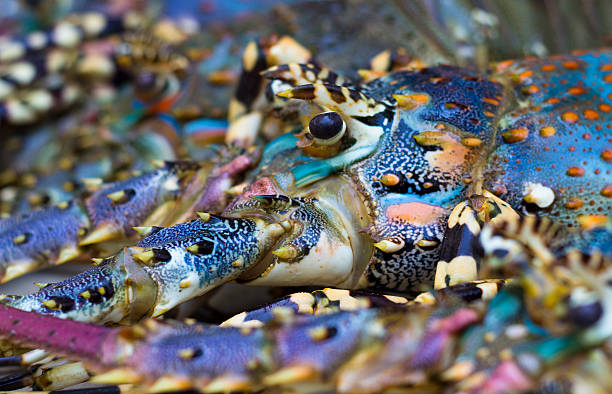 oceano índico lagostas - cape rock lobster - fotografias e filmes do acervo