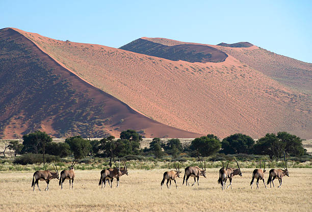 istock Oryx herd and a big red sand dune 187027829