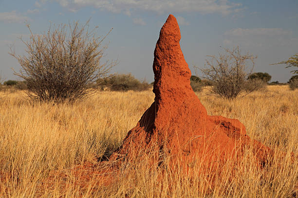 istock termite mound in the Kalahari 187027835