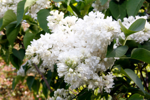 White lilac bush