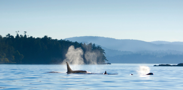 Whale watching activity around Vancouver Island, Victoria, B.C. Canada.