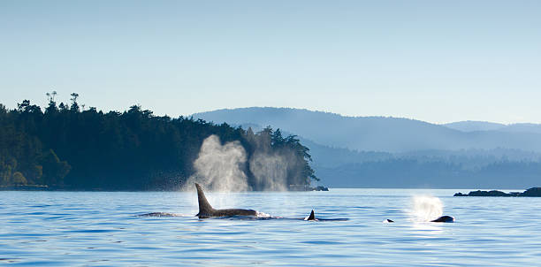 Orcas Killer Whales Blowing, Victoria, Canada Whale watching activity around Vancouver Island, Victoria, B.C. Canada. vancouver island photos stock pictures, royalty-free photos & images