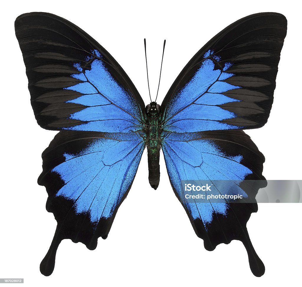 Papilio Ulysses Butterfly - Zbiór zdjęć royalty-free (Papilio ulysses)