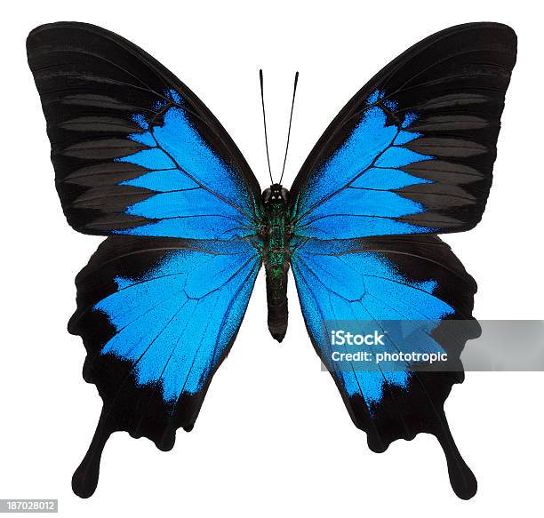 Foto de Ulysses Papilio Glaucus e mais fotos de stock de Borboleta Azul - Borboleta Azul, Borboleta, Antena - Parte do corpo animal