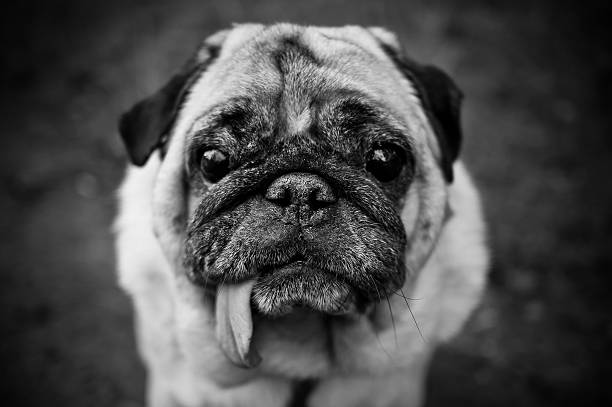 istock Sad Pug Portrait in Black&White 187028200