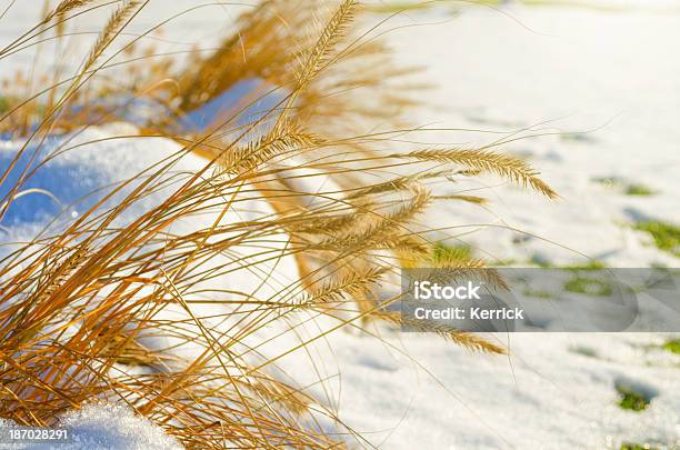 Einsetzende Winterfrühen Schnee Im Oktober Stockfoto und mehr Bilder von Anfang - Anfang, Ast - Pflanzenbestandteil, Auf die Uhr sehen