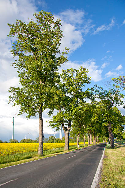 strada di campagna - baumreihe foto e immagini stock