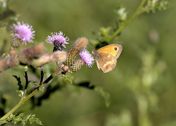 Butterfly on thistle
