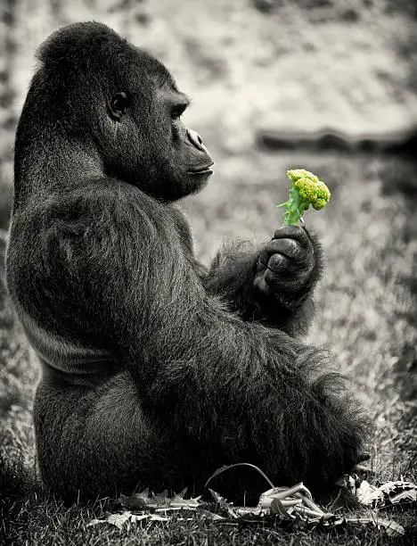 Side view on sitting silverback gorilla in zoo looking at broccoli.