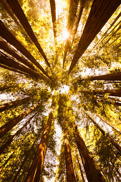 floresta de sequoia - tree growth sequoia rainforest imagens e fotografias de stock