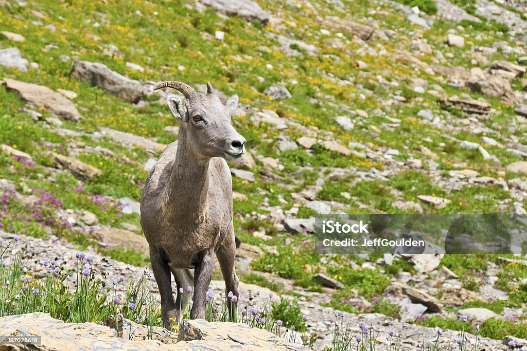 Młody Bighorn Samica owcy - Zbiór zdjęć royalty-free (Ameryka Północna)