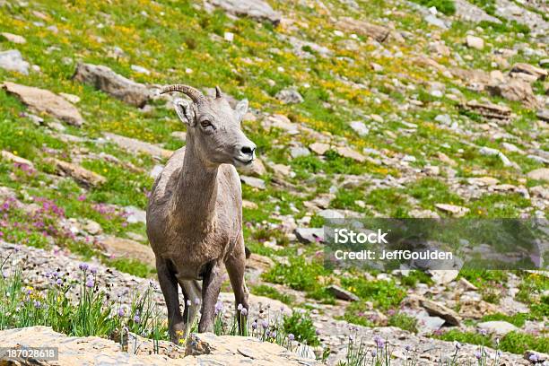 Młody Bighorn Samica Owcy - zdjęcia stockowe i więcej obrazów Ameryka Północna - Ameryka Północna, Bez ludzi, Dzikie zwierzęta