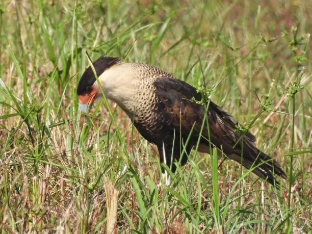Crested Caracara - profile.   Also known as the Mexican Eagle. Looks like a hawk with its sharp beak and talons, behaves like a vulture, and is technically a large tropical black-and-white falcon.